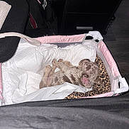 Sigma joined the competition — help win amazing prizes! animal, bed, black_bag, canine, cozy, cute, dog, domestic, floor, furniture, indoor, leopard_print, pet_bed, pink, puppy, quiet, resting, sleeping, small_dog, white_pad
