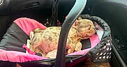 Sigma is registered to the contest to win money with this photo: animal, baby_carrier, black, car_interior, closeup, cozy, cute, dog, handle, indoor, pet, pink, puppy, relaxing, resting, seat, sleeping, small_dog, tattoo, window