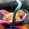 animal, baby_carrier, black, car_interior, closeup, cozy, cute, dog, handle, indoor, pet, pink, puppy, relaxing, resting, seat, sleeping, small_dog, tattoo, window