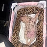 Sigma is registered to the contest to win money with this photo: animal, bed, canine, cozy, cute, dog, floor, fur, indoor, leopard_print, napping, paw, pet, pink, puppy, relaxed, resting, sleeping, spots, young