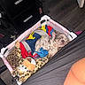 Sigma is registered to the contest to win money with this photo: animal, basket, blanket, chair, colorful, cozy, cute, domestic, drawer, floor, indoor, leopard_print, pet, plush, puppy, relaxing, resting, room, sleeping, stuffed_toy