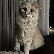Henry joined the competition — help win amazing prizes! cat, fluffy, cream_colored, sitting, indoor, blanket, cozy, whiskers, curious, wide_eyes, vertical_blinds, soft_lighting, feline, pet, domestic, portrait, fur, cute, animal, home