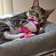 Aloé participe au concours pour gagner de l'argent avec cette photo : kitten, tabby, cat, pet, plush_toy, colorful, rainbow, bed, cozy, indoor, feline, paw, claw, soft, cute, animal, sleepy, resting, young, fur