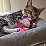 kitten, tabby, cat, pet, plush_toy, colorful, rainbow, bed, cozy, indoor, feline, paw, claw, soft, cute, animal, sleepy, resting, young, fur