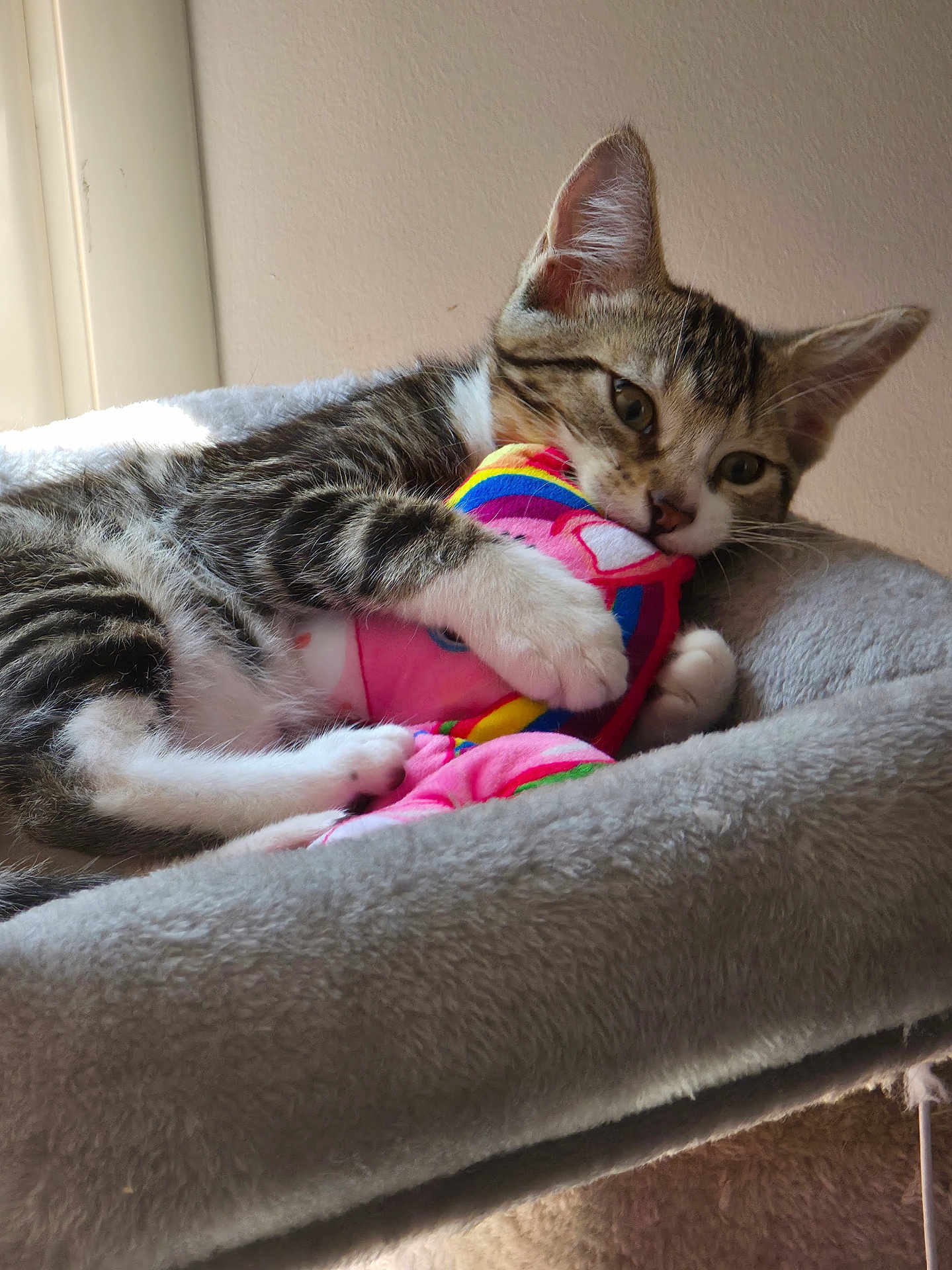 Aloé participe au concours pour gagner de l'argent avec cette photo : kitten, tabby, cat, pet, plush_toy, colorful, rainbow, bed, cozy, indoor, feline, paw, claw, soft, cute, animal, sleepy, resting, young, fur