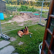 Rex participe au concours pour gagner de l'argent avec cette photo : german_shepherd, dog, grass, yard, fence, toy, door, outdoor, pet, animal, nature, greenery, relaxing, summer, sunlight, construction, wood, pathway, blue_toy, canine