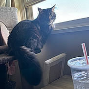 Shadow joined the competition — help win amazing prizes! cat, cat_tree, window, daylight, indoor, furniture, table, plastic_cup, straw, fur, pet, curious, domestic_animal, wood, drink, transparent, light, shadow, relaxing, home