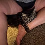 Shadow joined the competition — help win amazing prizes! cat, tabby_cat, person, legs, foot, arm, carpet, indoor, resting, pet, feline, cozy, relaxed, animal, domestic, paw, skin, casual, comfort, closeup