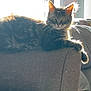 cat, tabby, pet, animal, feline, couch, armrest, sunlight, window, indoor, relaxed, fur, ears, glowing, home, domestic, resting, living_room, cozy, bright