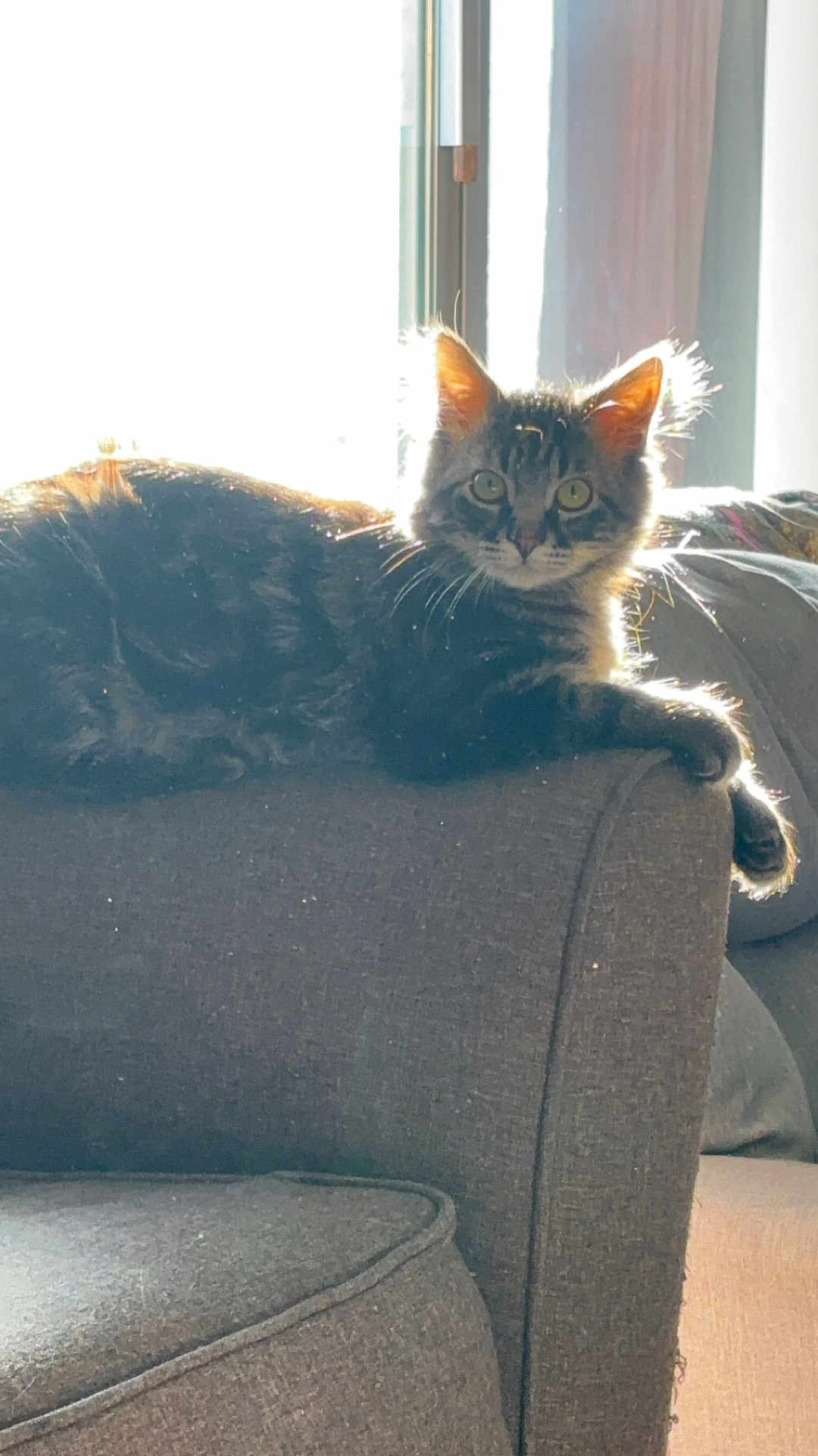 Shadow