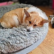 Callie is registered to the contest to win money with this photo: dog, corgi, pet_bed, fluffy, resting, sleeping, indoor, wooden_floor, fur, canine, bedroom, cozy, animal, domestic, cute, relaxed, ears, lying_down, soft_texture, nap