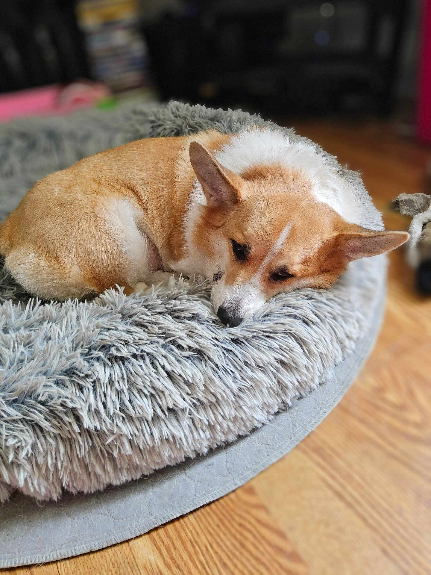 Callie is registered to the contest to win money with this photo: dog, corgi, pet_bed, fluffy, resting, sleeping, indoor, wooden_floor, fur, canine, bedroom, cozy, animal, domestic, cute, relaxed, ears, lying_down, soft_texture, nap
