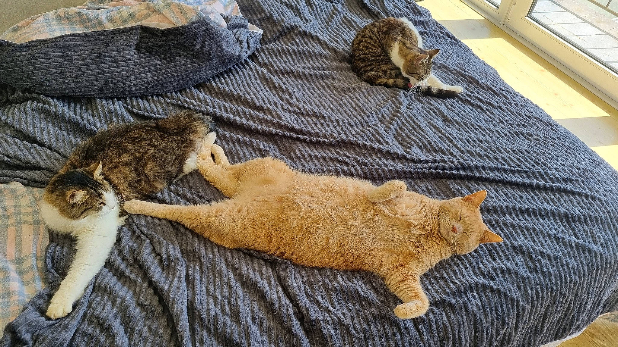 Riquet a rejoint le concours — aidez-le/la à gagner de superbes lots ! art, carnivore, cat, claw, comfort, domestic_short_haired_cat, fawn, felidae, flooring, fur, linens, mammal, nap, paw, small_to_medium_sized_cats, tail, terrestrial_animal, whiskers, wildlife, wood