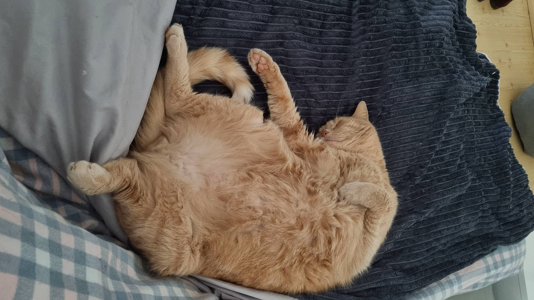 Riquet participe au concours pour gagner de l'argent avec cette photo : canidae, carnivore, cat, cat_bed, cat_supply, claw, comfort, companion_dog, dog_breed, fawn, felidae, fur, gesture, linens, paw, small_to_medium_sized_cats, sporting_group, tail, whiskers, wood