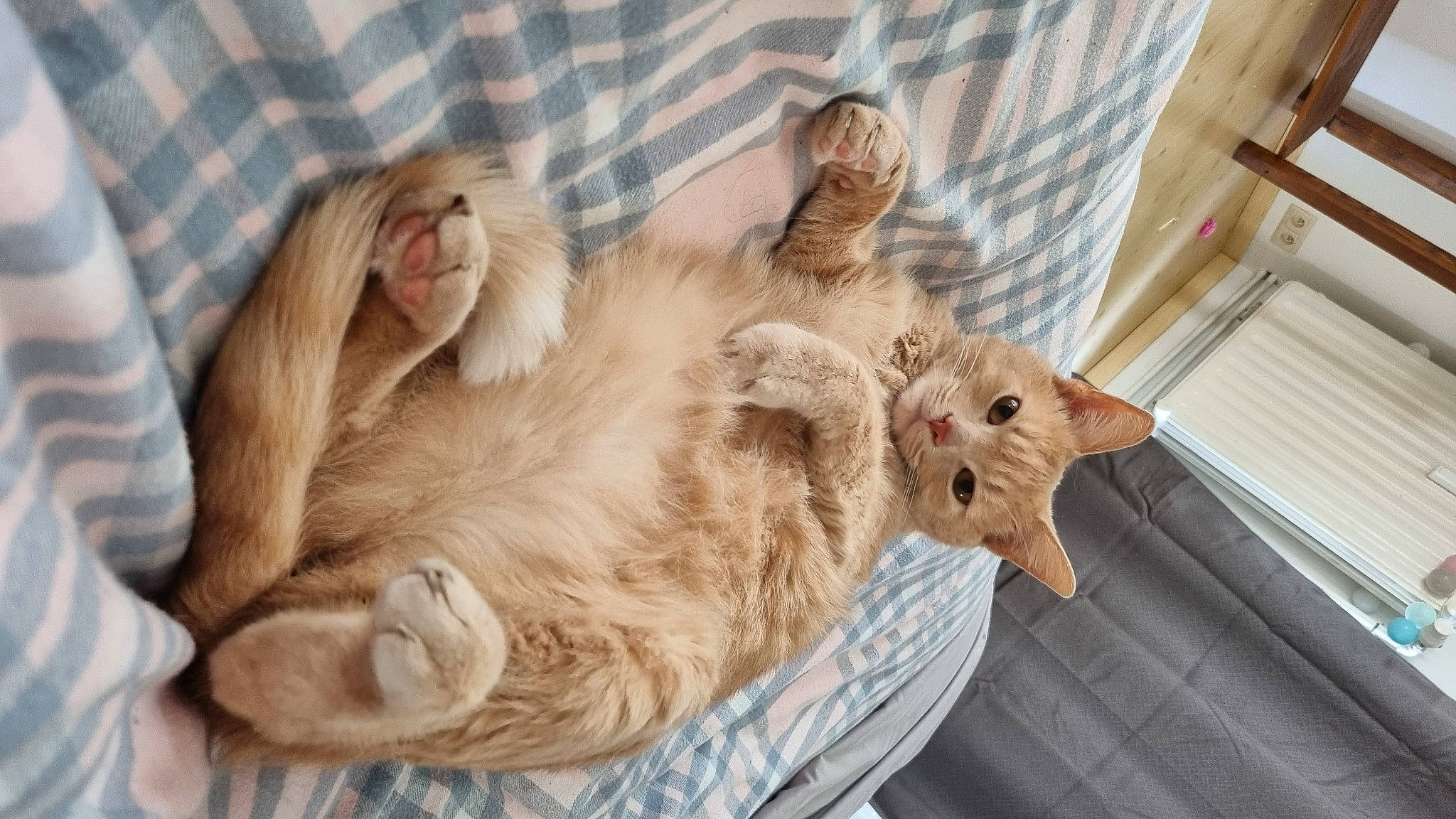 Riquet a rejoint le concours — aidez-le/la à gagner de superbes lots ! carnivore, cat, cat_bed, claw, comfort, domestic_short_haired_cat, fawn, felidae, fur, gesture, nap, paw, plaid, sleep, small_to_medium_sized_cats, tail, tartan, whiskers, wood