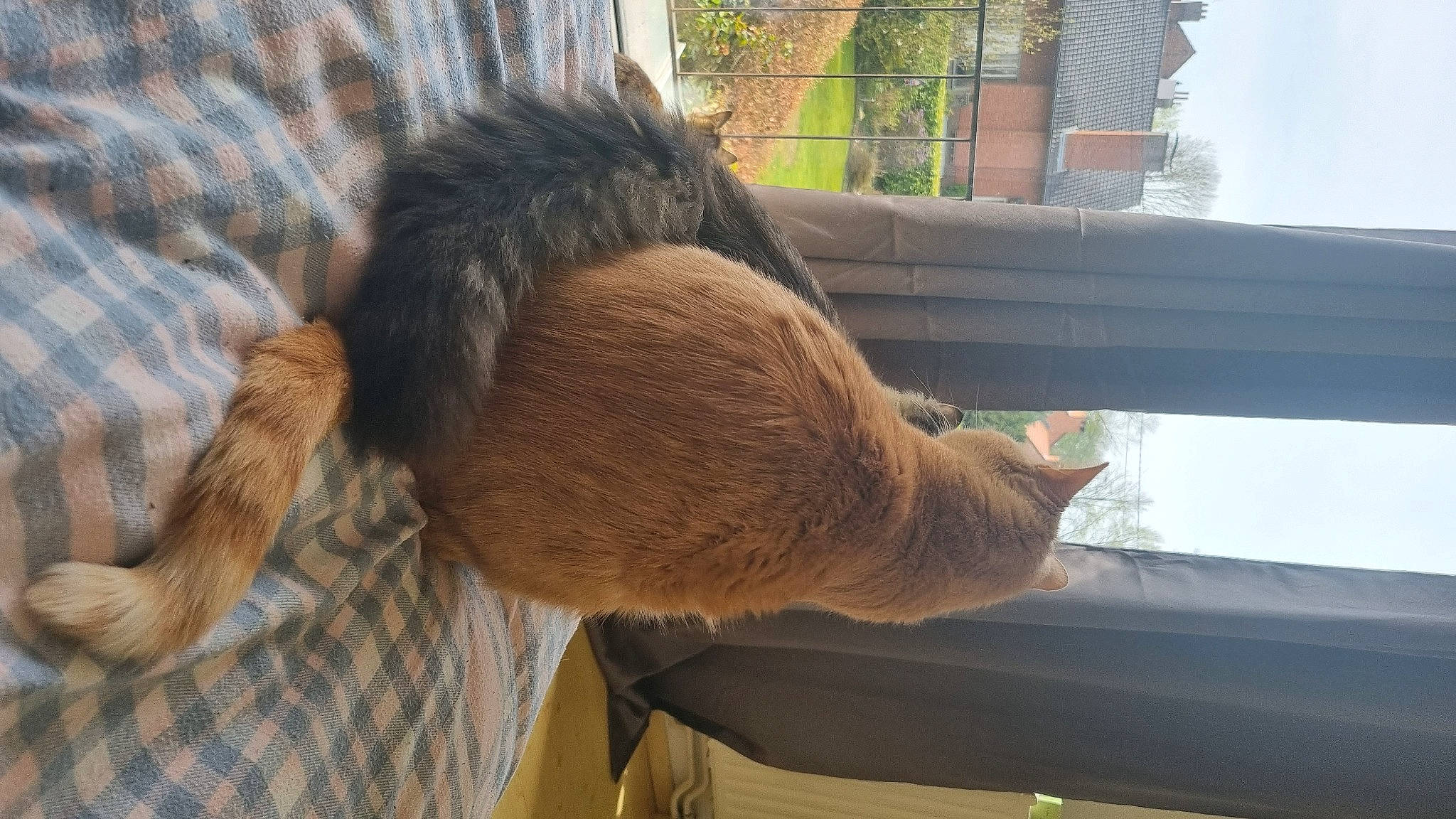 Riquet participe au concours pour gagner de l'argent avec cette photo : carnivore, comfort, dog_breed, door, fawn, felidae, fur, horse, liver, pet_supply, plant, small_to_medium_sized_cats, snout, tail, terrestrial_animal, tints_and_shades, whiskers, window, wood, working_animal