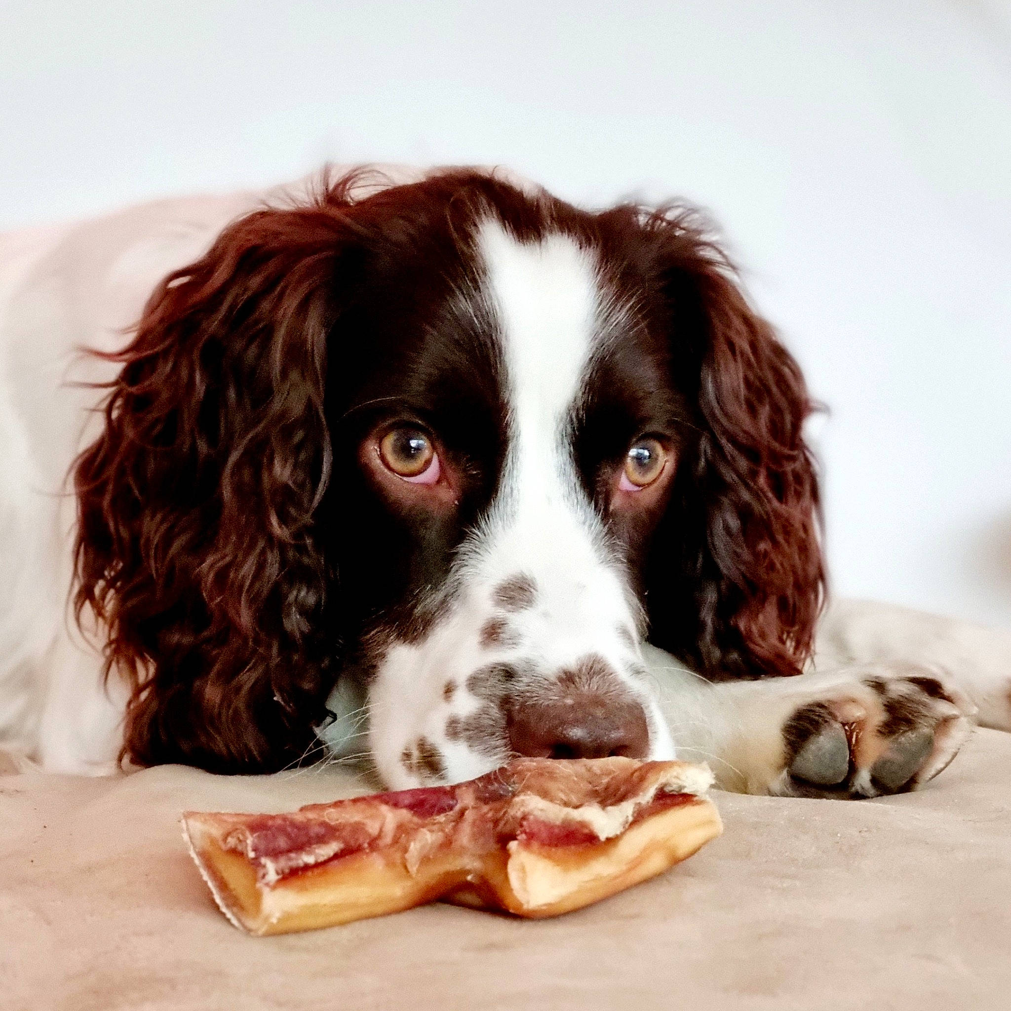 Cajou a rejoint le concours — aidez-le/la à gagner de superbes lots ! canidae, carnivore, companion_dog, dog, dog_breed, fur, gun_dog, hunting_dog, ingredient, liver, pont_audemer_spaniel, recipe, snout, spaniel, sporting_group, terrestrial_animal, working_animal, working_dog