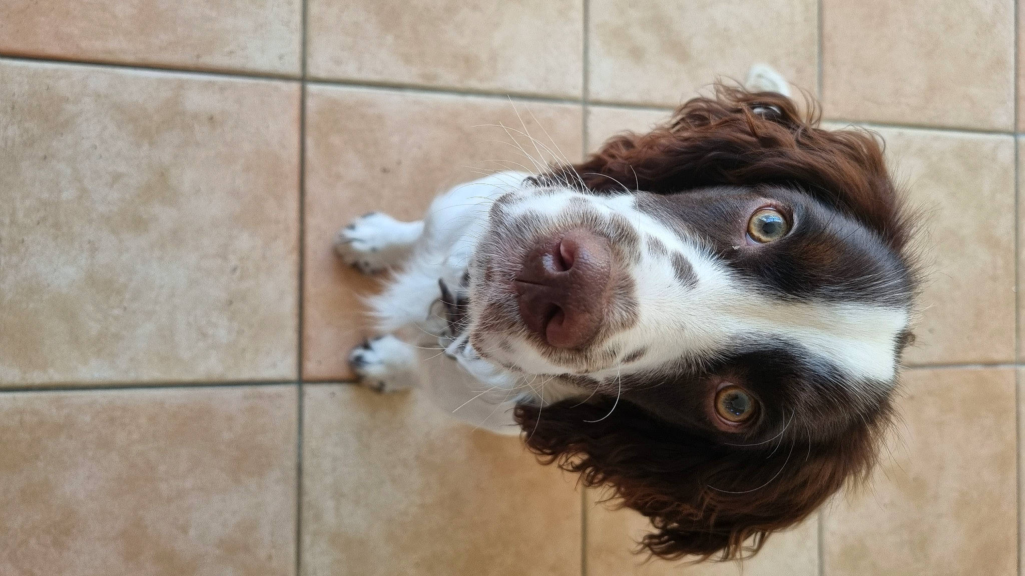 Cajou participe au concours pour gagner de l'argent avec cette photo : canidae, carnivore, cocker_spaniel, companion_dog, dog, dog_breed, dog_collar, flooring, french_spaniel, fur, gun_dog, liver, spaniel, sporting_group, terrestrial_animal, tile_flooring, welsh_springer_spaniel, whiskers, working_animal