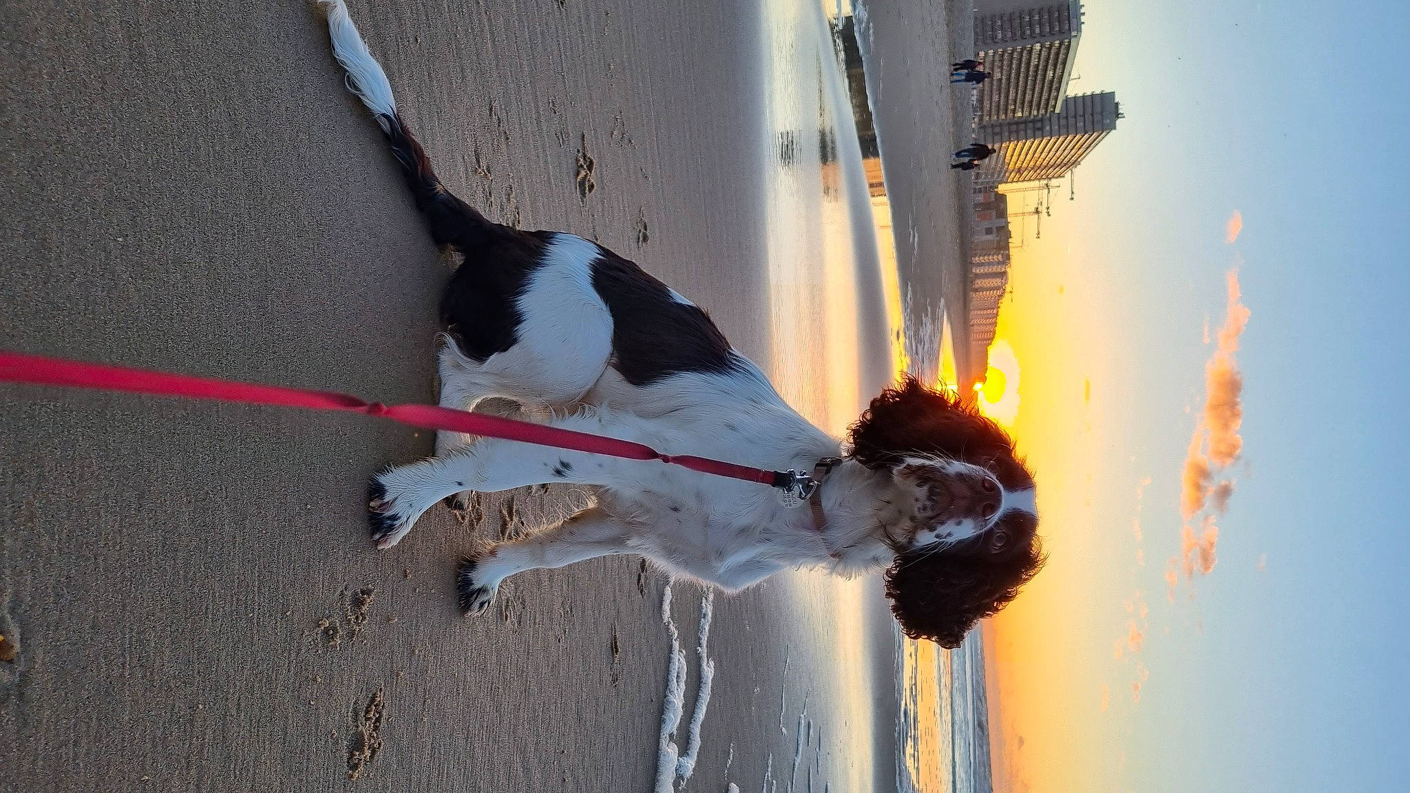 Cajou participe au concours pour gagner de l'argent avec cette photo : art, carmine, carnivore, collar, companion_dog, dog, dog_breed, dog_collar, dog_supply, gas, gesture, heat, leash, pet_supply, shadow, sky, sporting_group, tail, water, wind