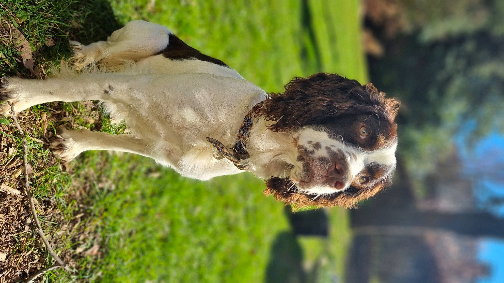 Cajou a rejoint le concours — aidez-le/la à gagner de superbes lots ! accipitriformes, beak, bird_of_prey, carnivore, collar, companion_dog, dog, dog_breed, dog_collar, english_setter, falconiformes, fawn, grass, gun_dog, plant, pointing_breed, snout, sporting_group, tail, working_animal
