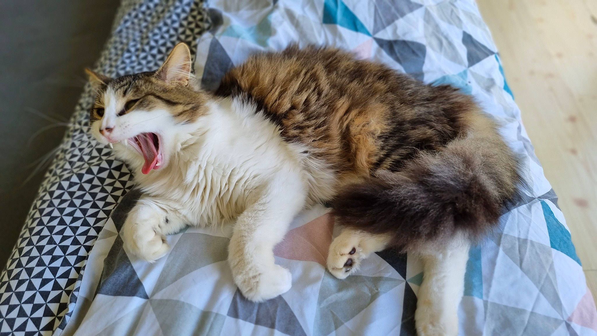 Chips participe au concours pour gagner de l'argent avec cette photo : carnivore, cat, claw, comfort, domestic_short_haired_cat, felidae, fur, nap, paw, sleep, small_to_medium_sized_cats, snout, tail, whiskers