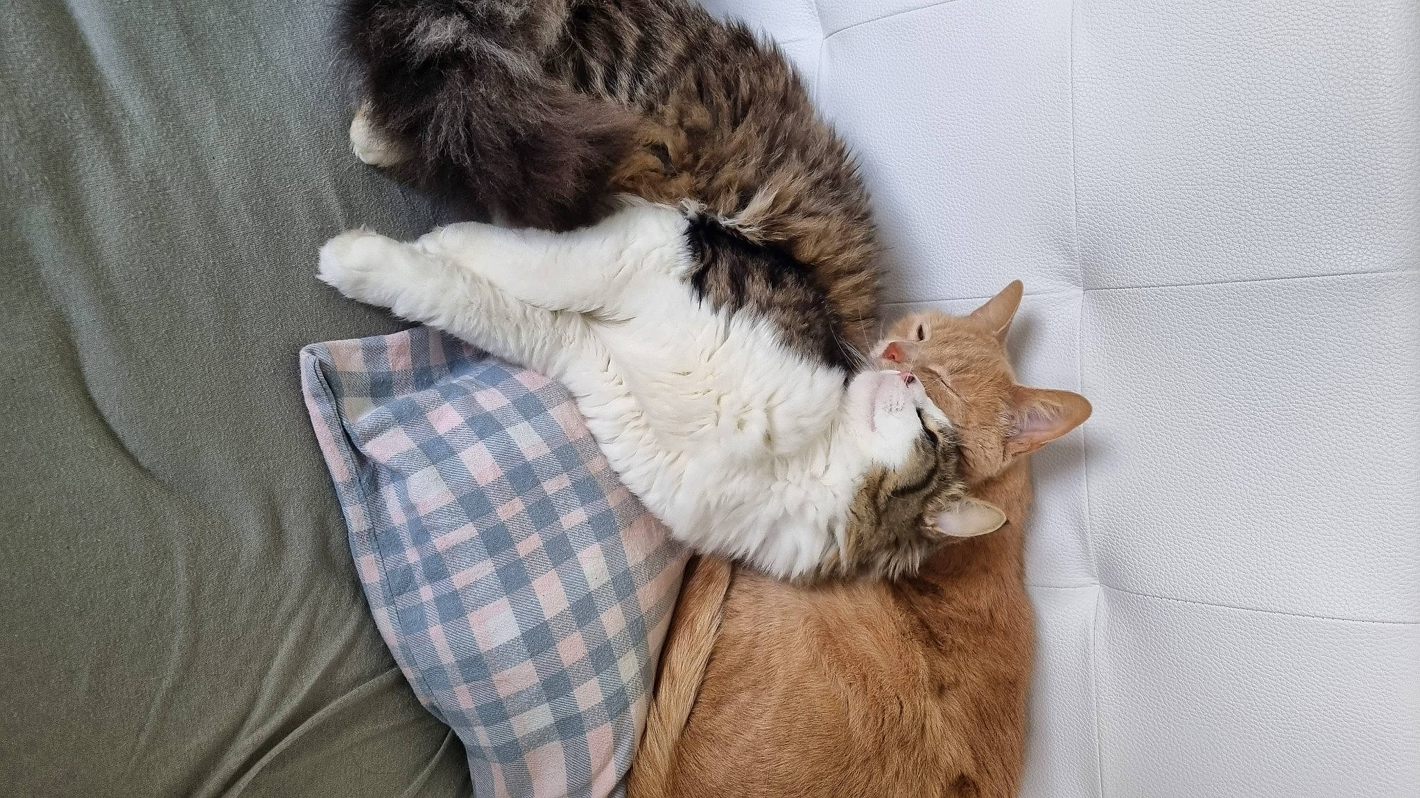 Chips participe au concours pour gagner de l'argent avec cette photo : canidae, carnivore, cat, claw, comfort, domestic_short_haired_cat, dress_shirt, fawn, felidae, fur, linens, nap, paw, plaid, small_to_medium_sized_cats, snout, tail, tartan, whiskers, wood