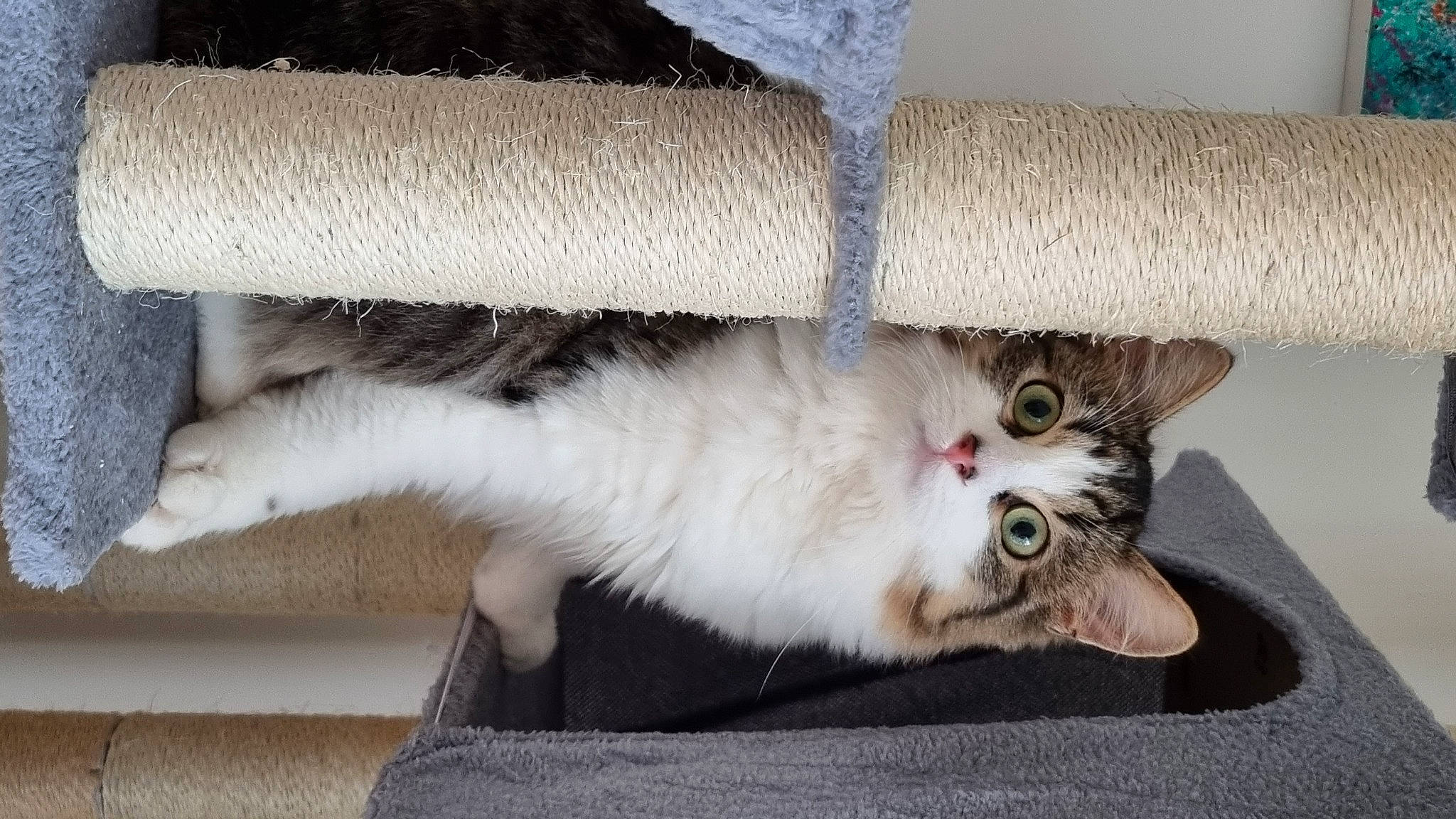 Chips participe au concours pour gagner de l'argent avec cette photo : carnivore, cat, cat_furniture, cat_supply, claw, comfort, couch, domestic_short_haired_cat, fawn, felidae, fur, paw, small_to_medium_sized_cats, snout, tail, whiskers, window, wood