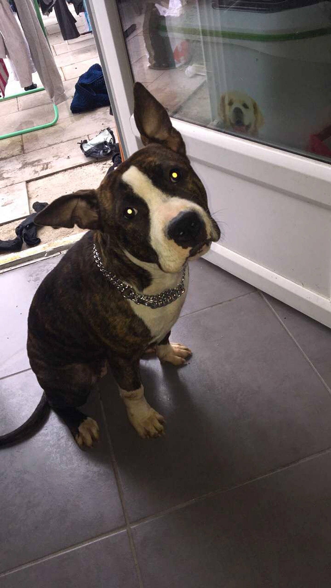 Nelia a rejoint le concours — aidez-le/la à gagner de superbes lots ! american_pit_bull_terrier, american_staffordshire_terrier, boston_terrier, bull_terrier, canidae, carnivore, dog, dog_breed, fawn, floor, mammal, non_sporting_group, nose, pit_bull, puppy, snout, sporting_group, staffordshire_bull_terrier