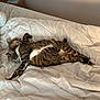 Vigo participe au concours pour gagner de l'argent avec cette photo : animal, bed, cat, comforter, companion, cozy, cuddling, domestic_cat, fur, indoor, peaceful, pet, relaxation, resting, sleeping, striped_fur, tabby_cat, two_cats, whiskers, white_bedding