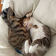 Vigo a rejoint le concours — aidez-le/la à gagner de superbes lots ! animal, cat, comfort, cozy, curled_up, cute, domestic_animal, feline, fur, indoor, napping, paw, pet, relaxation, resting, sleeping, soft, tabby, whiskers, white_pillow