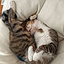 animal, cat, comfort, cozy, curled_up, cute, domestic_animal, feline, fur, indoor, napping, paw, pet, relaxation, resting, sleeping, soft, tabby, whiskers, white_pillow