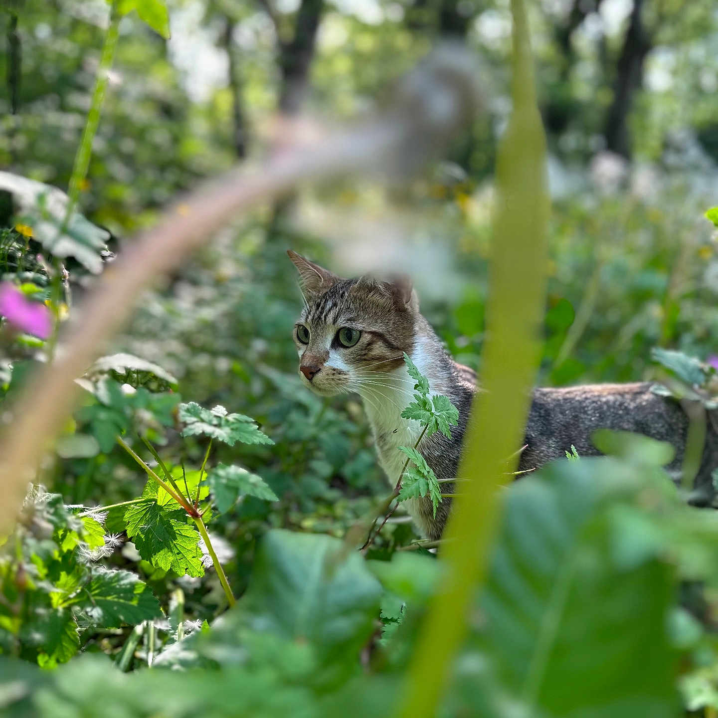 Vigo a rejoint le concours — aidez-le/la à gagner de superbes lots ! alert, animal, blurred_foreground, cat, curious, daylight, environment, focus, forest, fur, greenery, leaves, mammal, nature, outdoor, plants, sunlight, tabby_cat, whiskers, wildlife