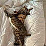 Vigo a rejoint le concours — aidez-le/la à gagner de superbes lots ! animal, bed, cat, comforter, cozy, cute, domestic_cat, fur, indoor, paw, pets, relaxed, resting, sleeping, soft, tabby_cat, tabby_pattern, tail, two_cats, white_bedding