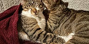 Vigo a rejoint le concours — aidez-le/la à gagner de superbes lots ! affection, animal, blanket, cat, closeup, comfort, companionship, cozy, domestic_cat, fur, indoor, mammal, paws, pet, relaxation, sleeping, snuggling, tabby_cat, two_animals, whiskers