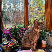 Yogi is registered to the contest to win money with this photo: cat, gray_tabby, desk, papers, pens, plants, window, autumn, trees, indoor, cluttered, office, workspace, animal, pet, sitting, wooden_frame, flower_pot, nature_outside, serious_expression