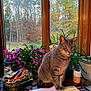 cat, gray_tabby, desk, papers, pens, plants, window, autumn, trees, indoor, cluttered, office, workspace, animal, pet, sitting, wooden_frame, flower_pot, nature_outside, serious_expression