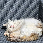 Loulou a rejoint le concours — aidez-le/la à gagner de superbes lots ! cat, chair, cozy, cute, daylight, domestic_animal, feline, fluffy, fur, outdoor, paw, peaceful, pet, pink_nose, relaxed, resting, sleeping, sunlight, tail, woven