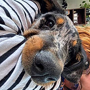 Ayo a rejoint le concours — aidez-le/la à gagner de superbes lots ! dog, close_up, nose, person, glasses, striped_shirt, indoor, furniture, plant, face, pet, resting, cozy, brown, black, tan, fur, portrait, cute, companion