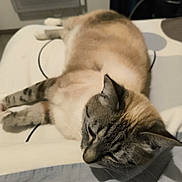 Neige a rejoint le concours — aidez-le/la à gagner de superbes lots ! animal, bed, cat, closeup, comfort, cute, domestic_animal, ears, feline, fur, home, indoor, laying_down, mammal, pet, relaxed, resting, sleeping, soft, whiskers