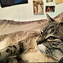 animal, bed, blurred_background, cat, close_up, cozy, domestic_animal, ears, face, feline, fur, indoor, pet, portrait, relaxed, resting, sleepy, soft_light, tabby_cat, whiskers