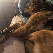 Siska participe au concours pour gagner de l'argent avec cette photo : animal, brown_dog, couch, cozy, dog, fur, indoor, living_room, lying_down, muzzle, nap, paws, pet, pillows, relaxed, resting, sleeping, sofa, warm_lighting, wooden_wall