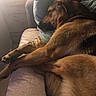 animal, brown_dog, couch, cozy, dog, fur, indoor, living_room, lying_down, muzzle, nap, paws, pet, pillows, relaxed, resting, sleeping, sofa, warm_lighting, wooden_wall