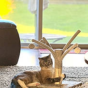 Leo joined the competition — help win amazing prizes! cat, carpet, scratching_post, toy, feather_toy, indoor, pet, relaxed, sunlight, window, glass_door, home, furniture, floor, animal, playful, cozy, living_room, paw, mammal