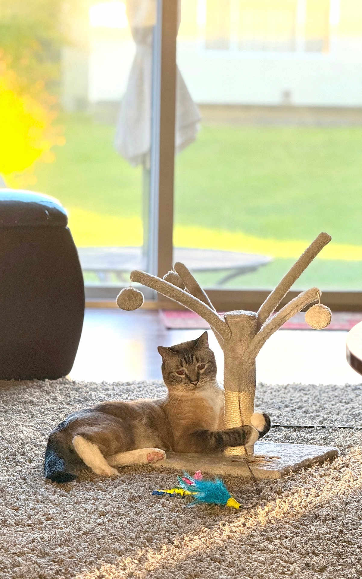 Leo joined the competition — help win amazing prizes! cat, carpet, scratching_post, toy, feather_toy, indoor, pet, relaxed, sunlight, window, glass_door, home, furniture, floor, animal, playful, cozy, living_room, paw, mammal