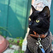 Mowgly a rejoint le concours — aidez-le/la à gagner de superbes lots ! cat, black_cat, pet, animal, outdoor, leash, collar, fur, yellow_eyes, sitting, closeup, portrait, nature, greenery, stone, texture, cute, domestic_cat, feline, alert