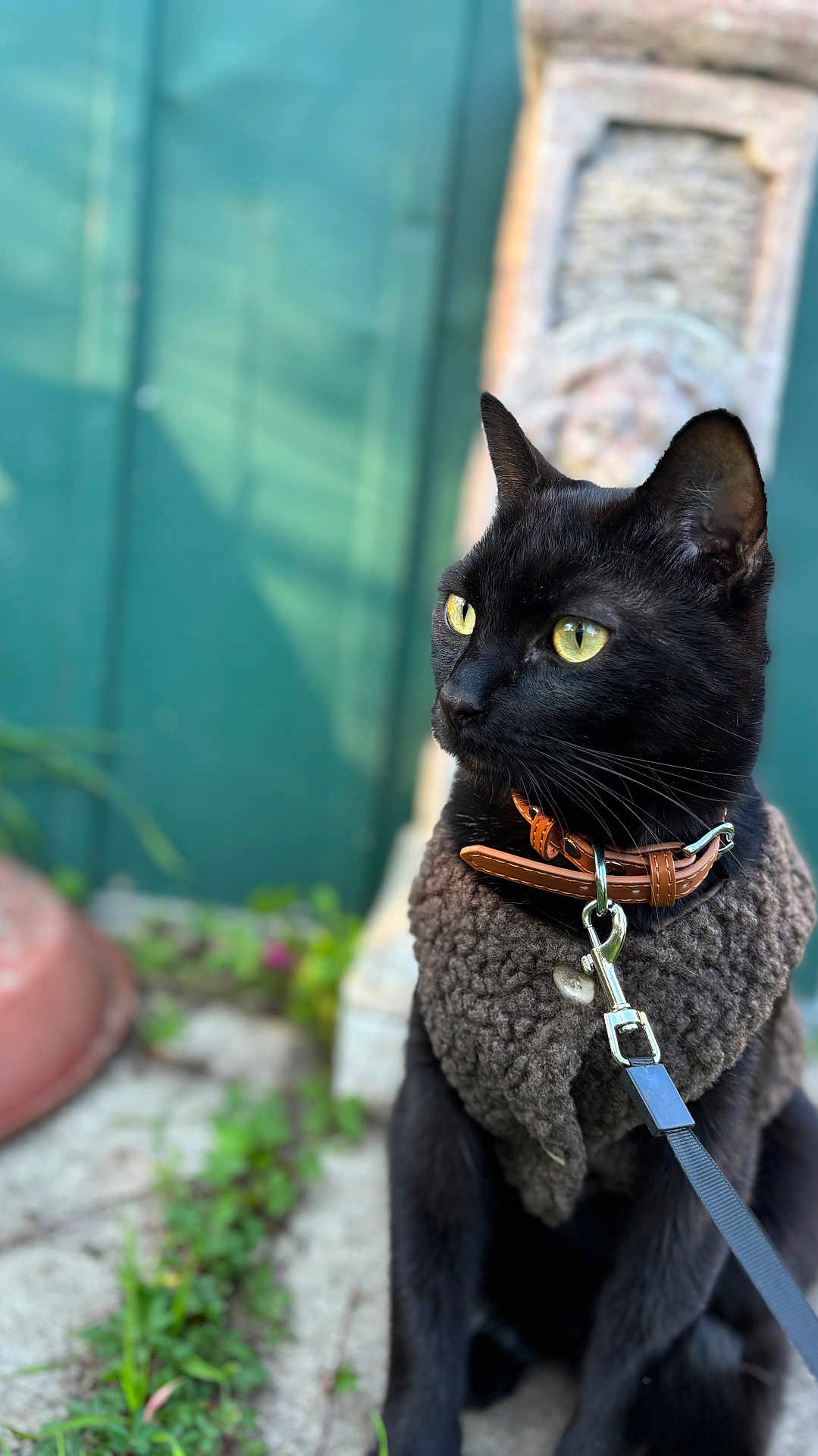 Mowgly a rejoint le concours — aidez-le/la à gagner de superbes lots ! cat, black_cat, pet, animal, outdoor, leash, collar, fur, yellow_eyes, sitting, closeup, portrait, nature, greenery, stone, texture, cute, domestic_cat, feline, alert