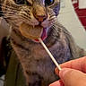 cat, tabby_cat, licking, lollipop, hand, indoor, curious, pet, animal, whiskers, closeup, feline, tongue, striped, domestic_cat, cute, young_cat, playful, person, background