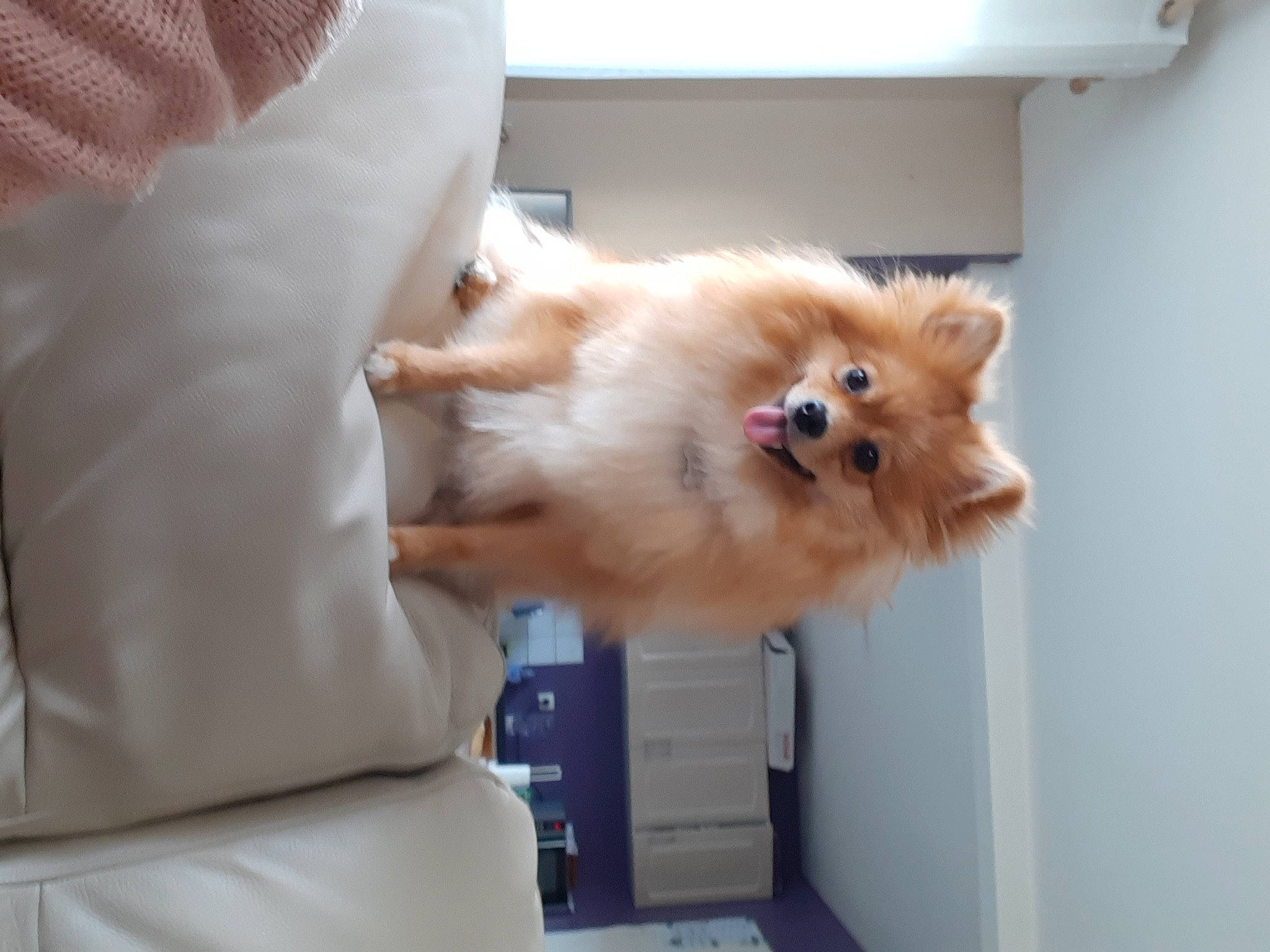 Minnie participe au concours pour gagner de l'argent avec cette photo : canidae, carnivore, companion_dog, dog, dog_breed, fawn, felidae, fur, german_spitz, paw, pomeranian, small_to_medium_sized_cats, snout, spitz, sporting_group, tail, toy_dog, volpino_italiano, whiskers, window