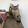 animal, bottle, cat, domestic, ears, eyes, feline, fur, glitter, household, indoor, paws, pet, photo_frame, relaxed, resting, striped, tabby_cat, whiskers, wooden_table
