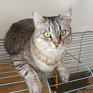 Sangha a rejoint le concours — aidez-le/la à gagner de superbes lots ! animal, cage, cat, close_up, curious, domestic, feline, fur, green_eyes, indoor, looking, mammal, metal, paws, pet, portrait, relaxed, resting, tabby, whiskers